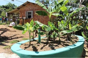 saneamento rural com bananeiras